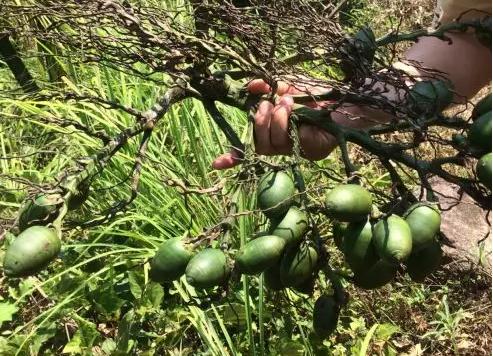 吃槟榔是什么意思，男生吃槟榔是什么意思（为什么海南人那么爱吃槟榔）