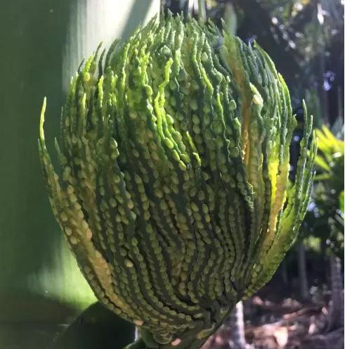 吃槟榔是什么意思，男生吃槟榔是什么意思（为什么海南人那么爱吃槟榔）