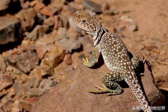 蓝舌石龙子,世界上-10种漂亮的蜥蜴(蓝舌石龙子多少一只)