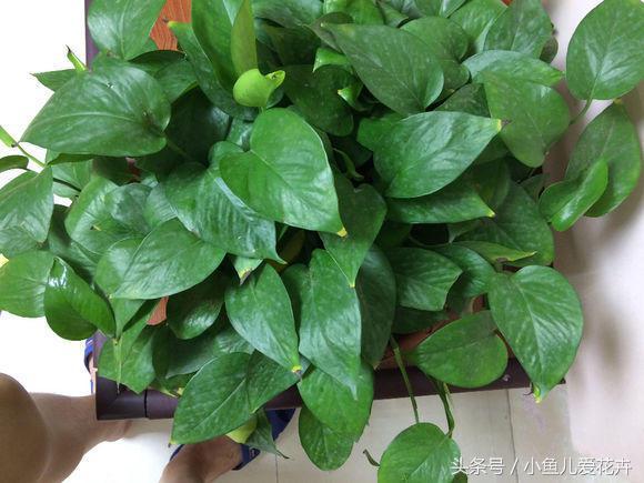 绿萝怎么养，最全面的绿萝的养殖方法（绿萝怎么养才能更旺盛用什么肥料）