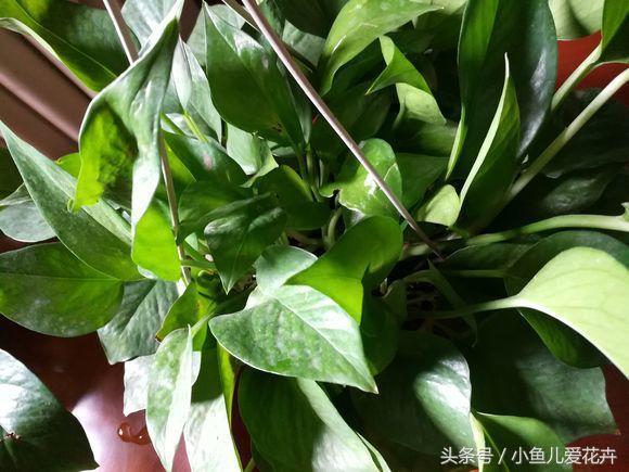 绿萝怎么养，最全面的绿萝的养殖方法（绿萝怎么养才能更旺盛用什么肥料）