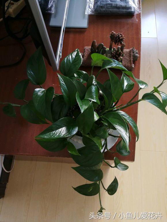 绿萝怎么养，最全面的绿萝的养殖方法（绿萝怎么养才能更旺盛用什么肥料）