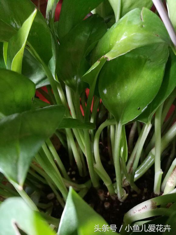 绿萝怎么养，最全面的绿萝的养殖方法（绿萝怎么养才能更旺盛用什么肥料）