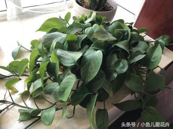 绿萝怎么养，最全面的绿萝的养殖方法（绿萝怎么养才能更旺盛用什么肥料）