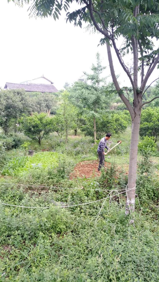 哈麻批是什么意思，长沙话哈麻批是什么意思（流浪第二天，胖二姐骂我哈麻批）