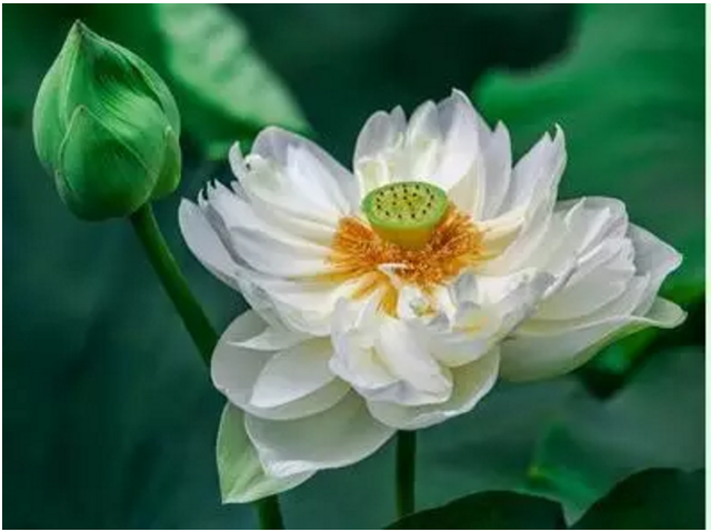 金刚经经典名句，金刚经经典语录100句（《金刚经》中最智慧的十句话）