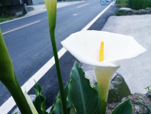 哈麻批是什么意思，长沙话哈麻批是什么意思（流浪第二天，胖二姐骂我哈麻批）