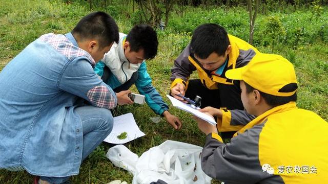 蓟马与茶黄螨危害区分及防治方法，茶黄蓟马图片（茶黄蓟马的空间分布格局）