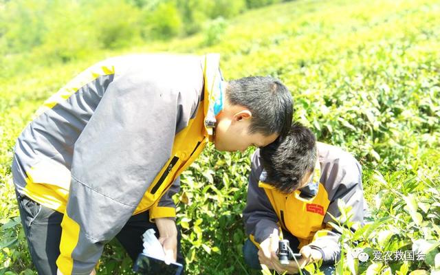 蓟马与茶黄螨危害区分及防治方法，茶黄蓟马图片（茶黄蓟马的空间分布格局）