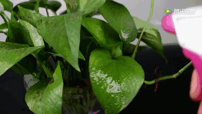 烟放冰箱里好不好，烟可以放冰箱吗（衣服一年不返潮、不长虫）