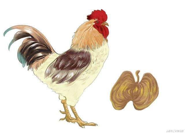 生鸡内金和熟鸡内金有什么区别，生鸡内金和熟鸡内金的功效区别（鸡内金怎么吃功效好）