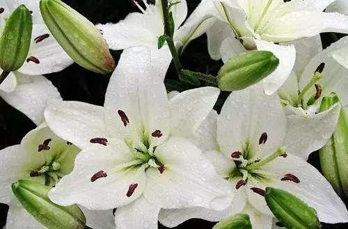 中国人送花的讲究，在中国送花有什么忌讳（这些送花禁忌你都了解吗）