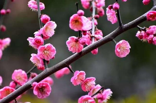 中国人送花的讲究，在中国送花有什么忌讳（这些送花禁忌你都了解吗）