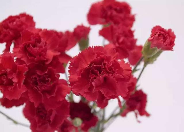 中国人送花的讲究，在中国送花有什么忌讳（这些送花禁忌你都了解吗）