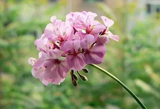 中国人送花的讲究，在中国送花有什么忌讳（这些送花禁忌你都了解吗）