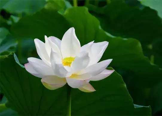 中国人送花的讲究，在中国送花有什么忌讳（这些送花禁忌你都了解吗）