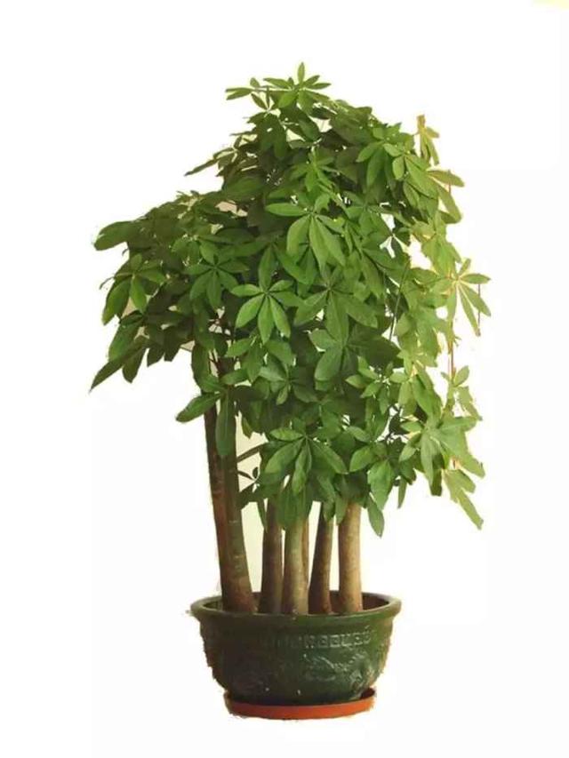 中国人送花的讲究，在中国送花有什么忌讳（这些送花禁忌你都了解吗）