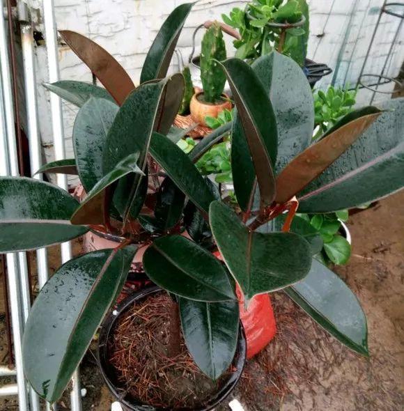 如何净化室内的空气，如何净化室内空气（就能打造一个室内氧吧）