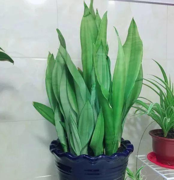 如何净化室内的空气，如何净化室内空气（就能打造一个室内氧吧）