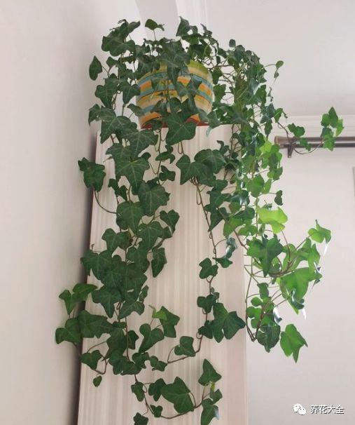 如何净化室内的空气，如何净化室内空气（就能打造一个室内氧吧）