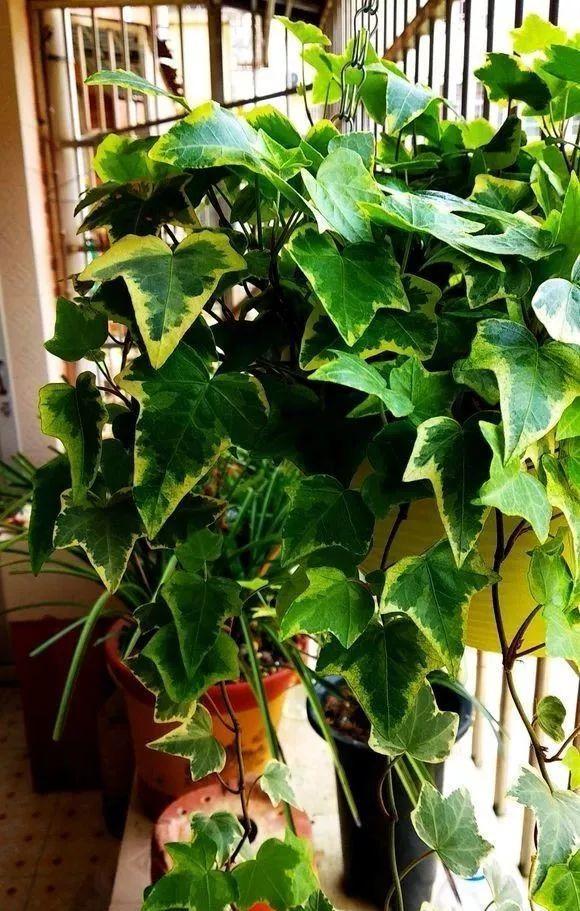 如何净化室内的空气，如何净化室内空气（就能打造一个室内氧吧）