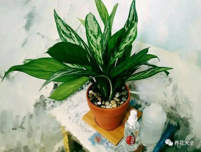 如何净化室内的空气，如何净化室内空气（就能打造一个室内氧吧）