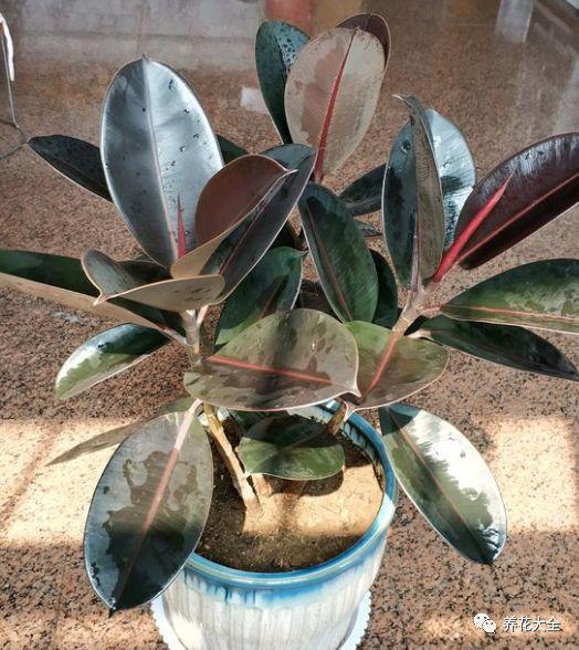 如何净化室内的空气，如何净化室内空气（就能打造一个室内氧吧）