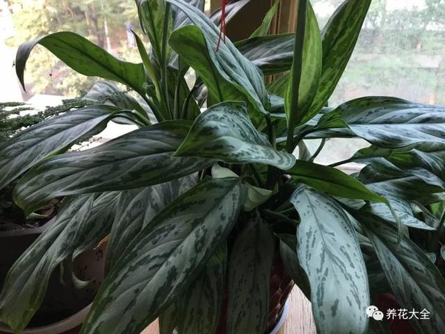 如何净化室内的空气，如何净化室内空气（就能打造一个室内氧吧）