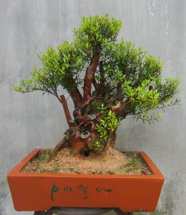 赤楠盆景怎么养，小赤楠盆景怎么养（制作中有哪些细节要注意）