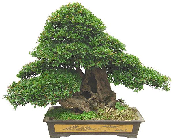 赤楠盆景怎么养，小赤楠盆景怎么养（制作中有哪些细节要注意）