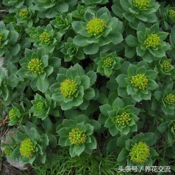 红景天的副作用，注意红景天的这四个副作用（新手也能轻松养开花的红景天）