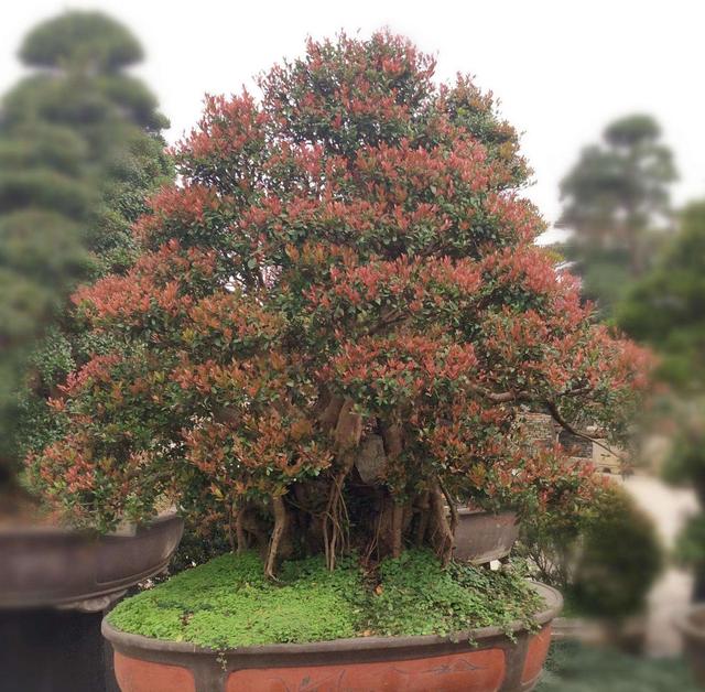 赤楠盆景怎么养，小赤楠盆景怎么养（制作中有哪些细节要注意）