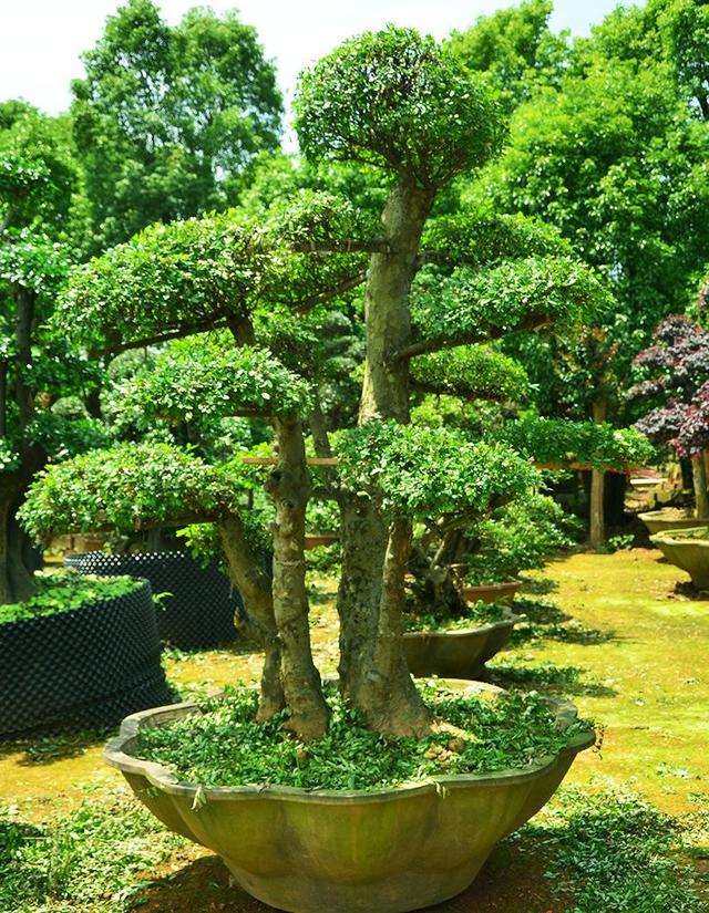 赤楠盆景怎么养，小赤楠盆景怎么养（制作中有哪些细节要注意）