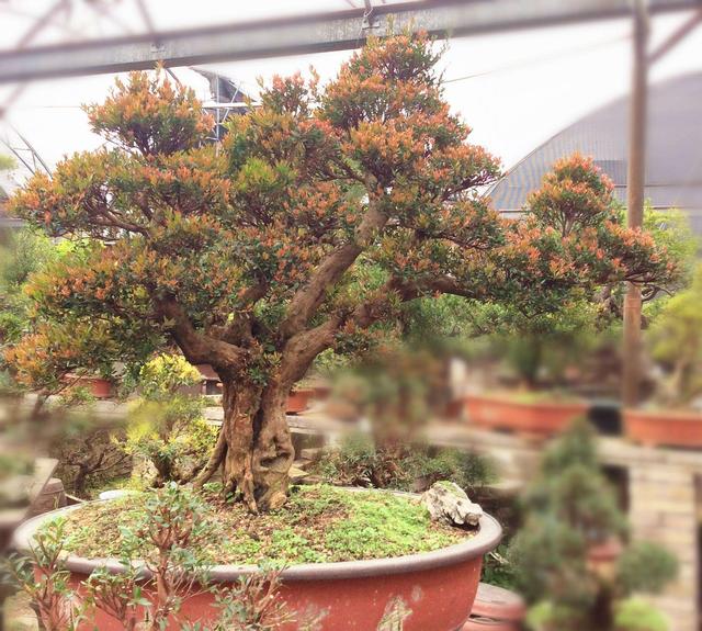 赤楠盆景怎么养，小赤楠盆景怎么养（制作中有哪些细节要注意）