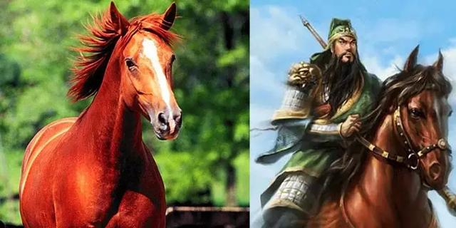 马的种类,中国古代十大名马,你知道几个(古代马的种类)