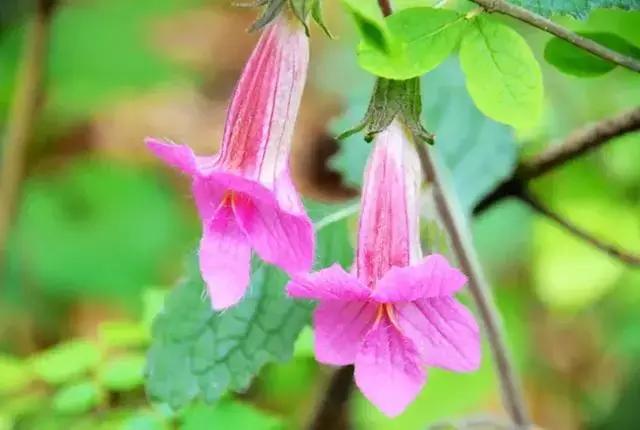 黄山市别称是什么，黄山市的简称是什么（看完你会更爱TA）