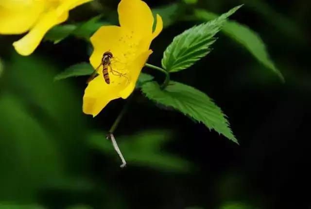 黄山市别称是什么，黄山市的简称是什么（看完你会更爱TA）