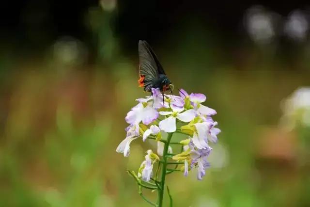 黄山市别称是什么，黄山市的简称是什么（看完你会更爱TA）