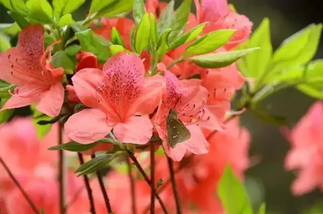 黄山市别称是什么，黄山市的简称是什么（看完你会更爱TA）