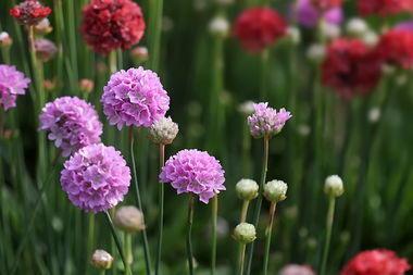 石竹花的花语，石竹花的花语是非常吉祥的花（不要小看石竹花）