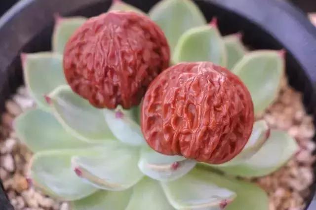 手串如何包浆，手串如何盘出包浆（任何手串都能100%包浆）