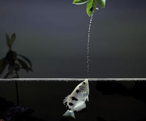 为什么射水鱼能喷水打中昆虫，水虫为什么能够浮在水面上（乐谈观赏鱼技能——射水鱼）