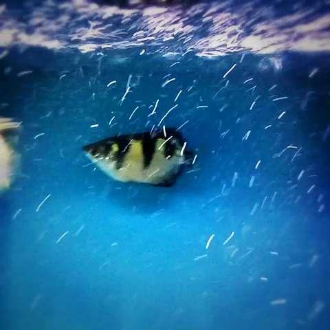 为什么射水鱼能喷水打中昆虫，水虫为什么能够浮在水面上（乐谈观赏鱼技能——射水鱼）