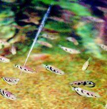 为什么射水鱼能喷水打中昆虫，水虫为什么能够浮在水面上（乐谈观赏鱼技能——射水鱼）