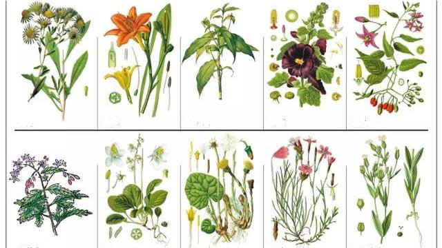 中草药的文化源远流长,从我们的祖先开始,对它的探索已有几千年的历史