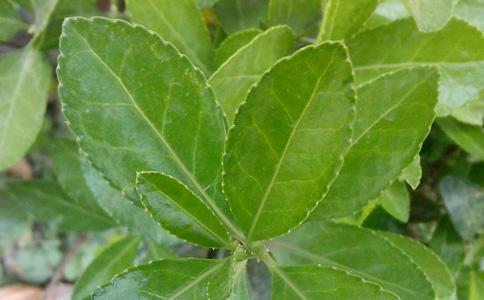 【四季青】三七这个名字最早来自《医门秘旨 》:"七叶三枝,故此为名"