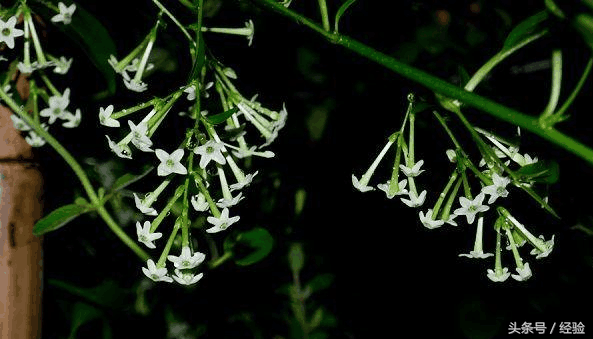 晚香玉的养殖方法和注意事项，晚香玉的养殖方法和注意事项