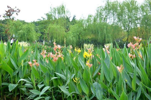 花叶美人蕉的生长习性和繁殖栽培的方法,花叶美人蕉种植方法(而且能