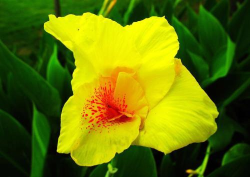 花叶美人蕉的生长习性和繁殖栽培的方法,花叶美人蕉种植方法(而且能