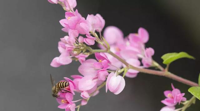 齐彭殇为妄作上一句是什么，齐彭殇为妄作的妄作（25道诗词测试题）